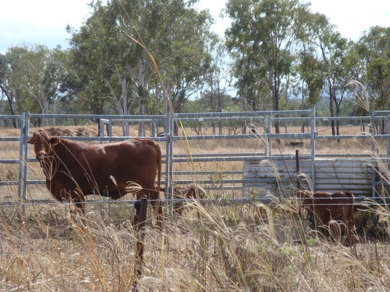 Dimbulah QLD 4872