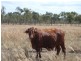 Dimbulah QLD 4872