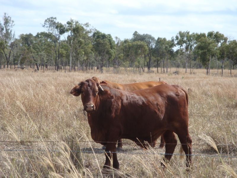 Dimbulah QLD 4872