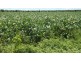 Walkamin QLD 4872