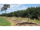 Walkamin QLD 4872
