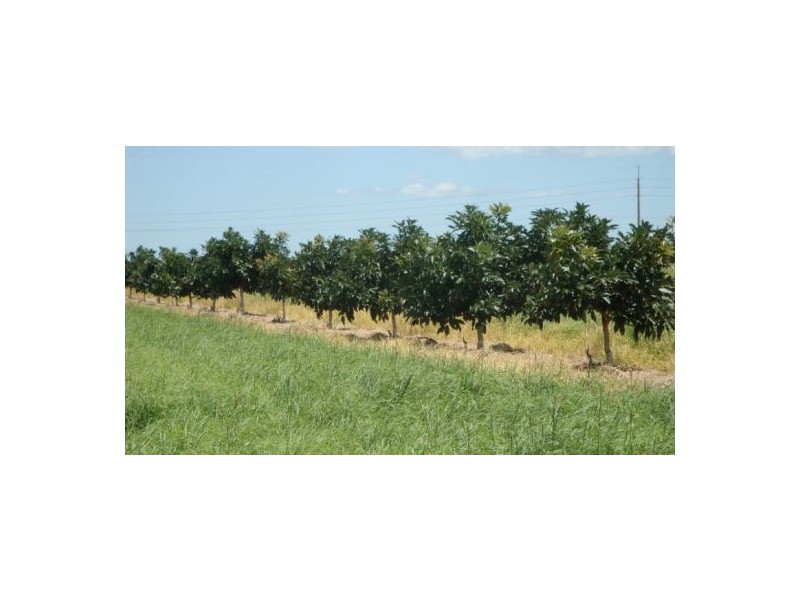Walkamin QLD 4872