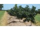 Walkamin QLD 4872