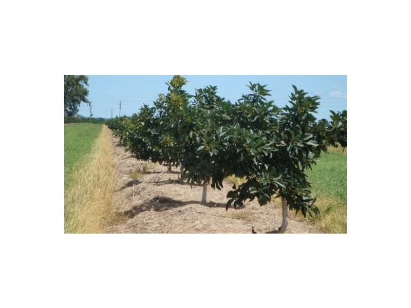 Walkamin QLD 4872