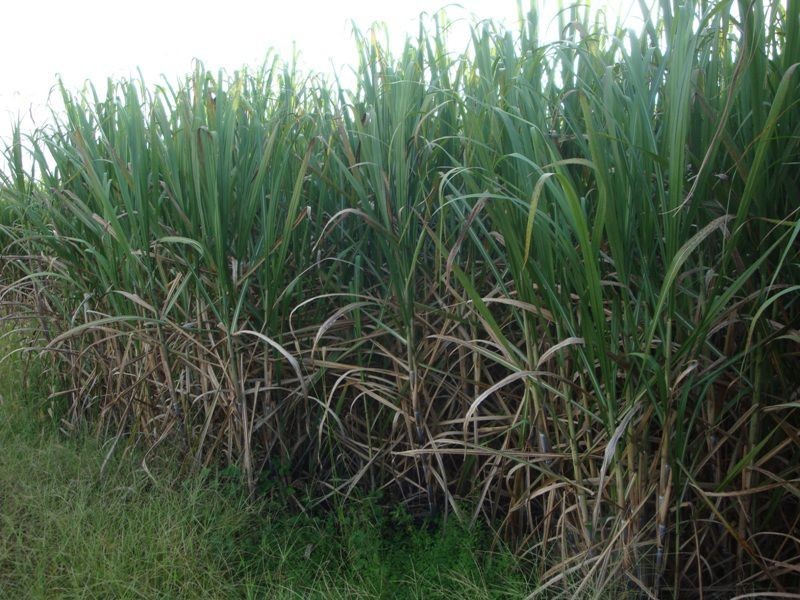Mareeba QLD 4880