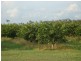 Mareeba QLD 4880