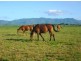 Mareeba QLD 4880
