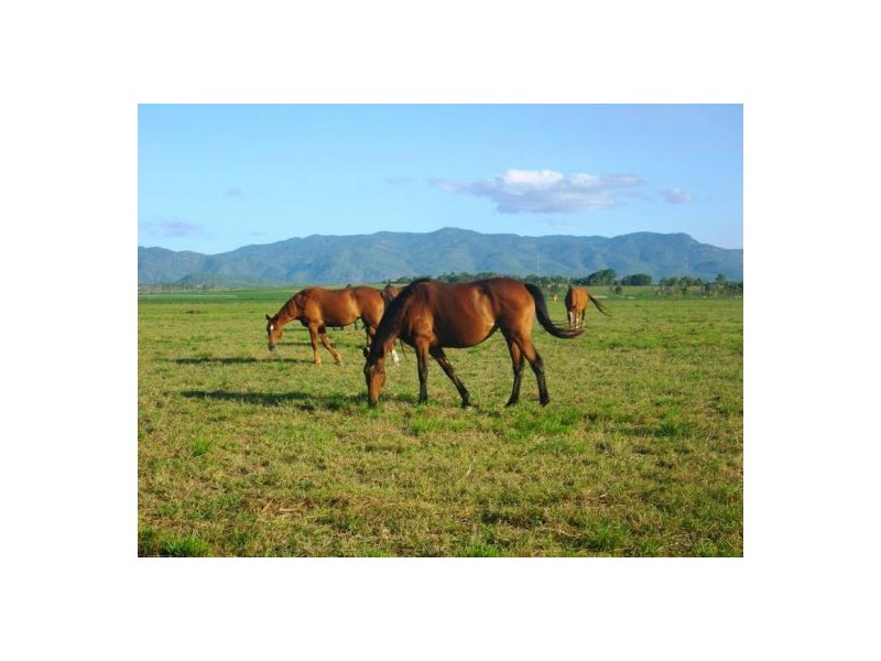 Mareeba QLD 4880