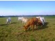 Mareeba QLD 4880