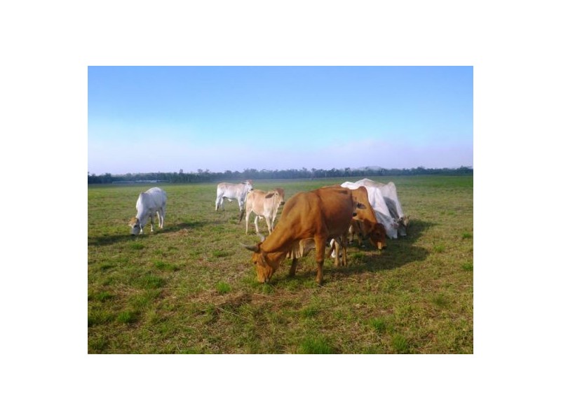 Mareeba QLD 4880