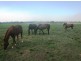 Mareeba QLD 4880