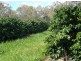 Mareeba QLD 4880
