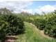 Mareeba QLD 4880