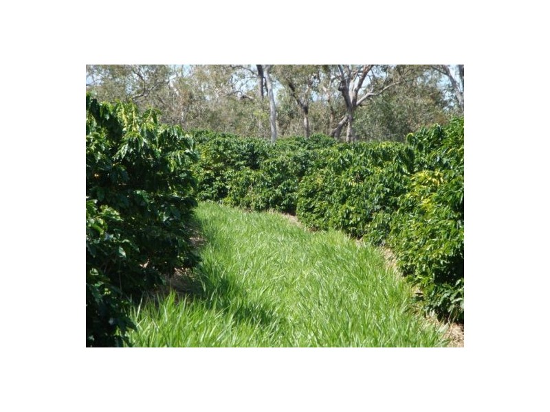 Mareeba QLD 4880