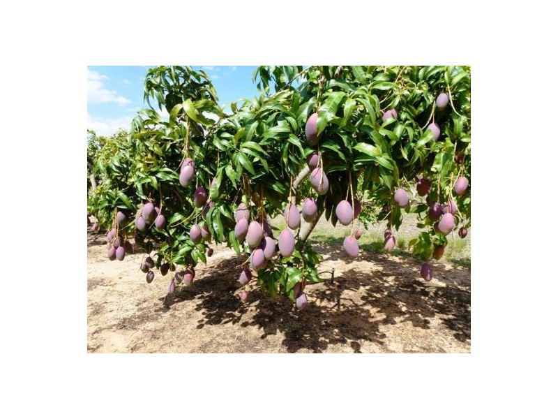 Mutchilba QLD 4872