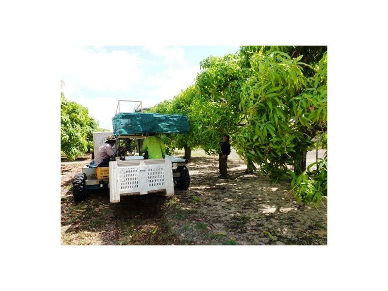Mutchilba QLD 4872