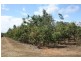 186 Tinaroo Creek Road, Mareeba QLD 4880