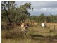 Dimbulah QLD 4872