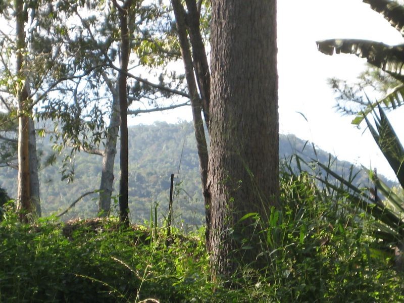 319 Oak Forest Road, Kuranda QLD 4881