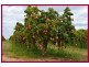 Dimbulah QLD 4872