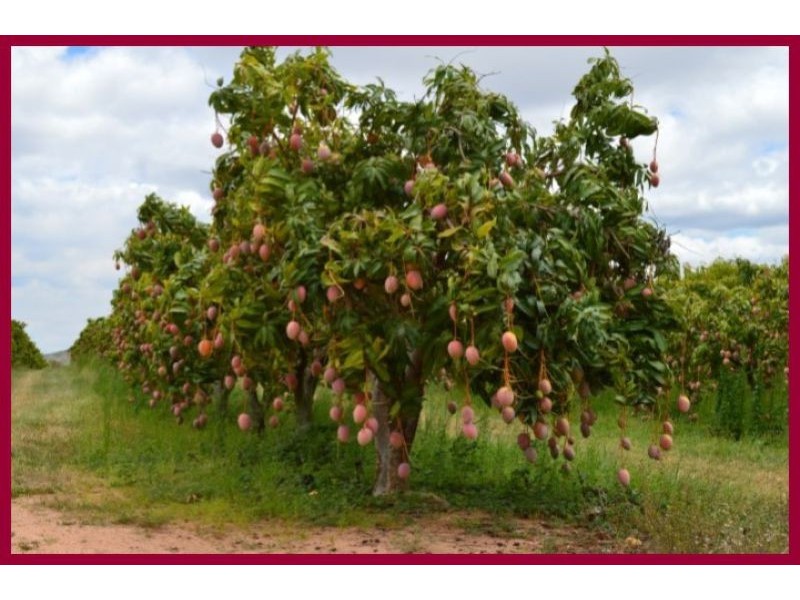 Dimbulah QLD 4872