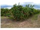 Dimbulah QLD 4872