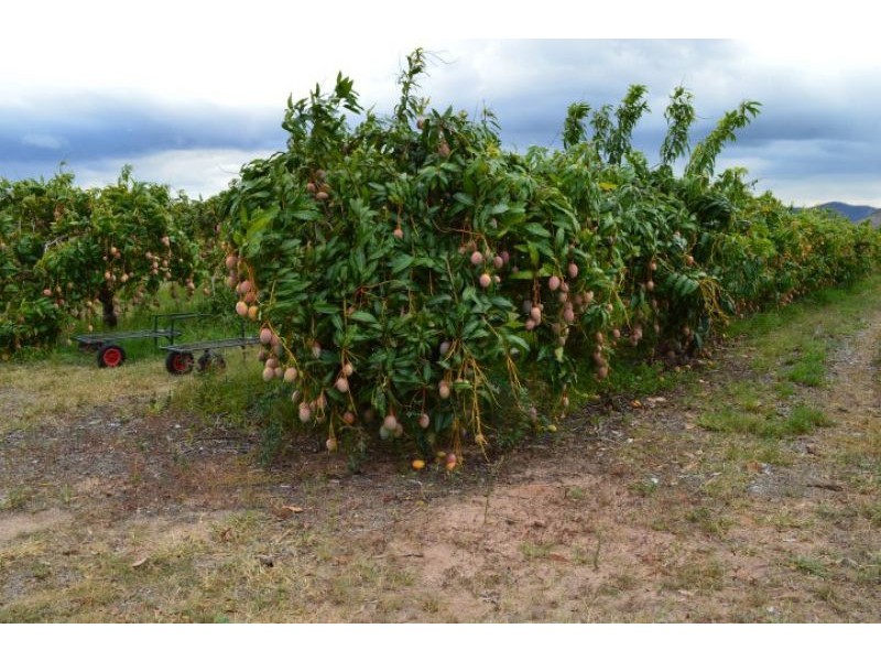 Dimbulah QLD 4872