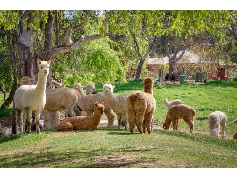 878 Pearsall Street, Hamilton Valley NSW 2641