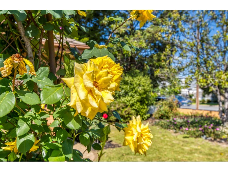 934 Calimo Street, North Albury NSW 2640