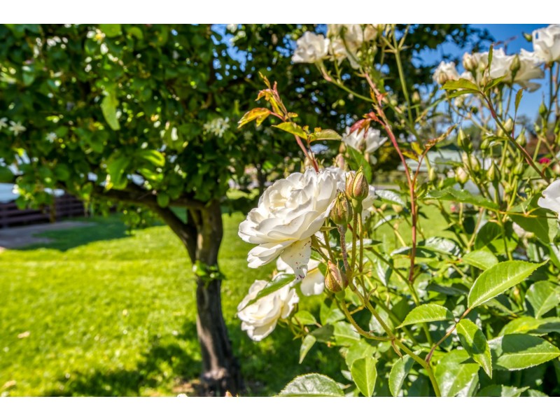 283 Tynan Road, Table Top NSW 2640