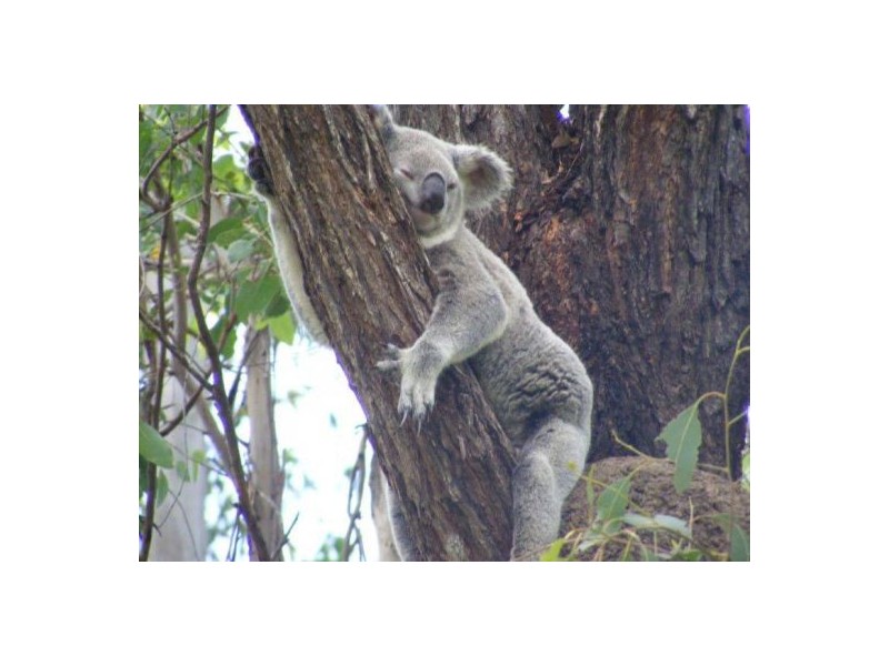 123 Springvale Road, Tinana QLD 4650