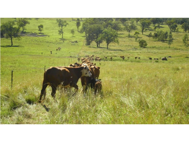 Tenterfield NSW 2372