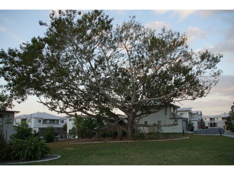 Unit 61 88 Shelduck Place, Calamvale QLD 4116