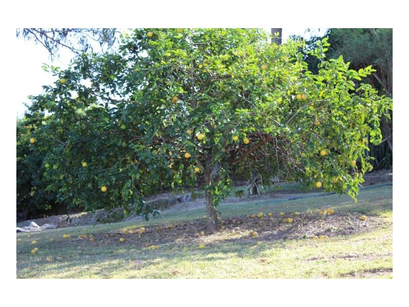 15 Paskins Rd, Yalboroo QLD 4741