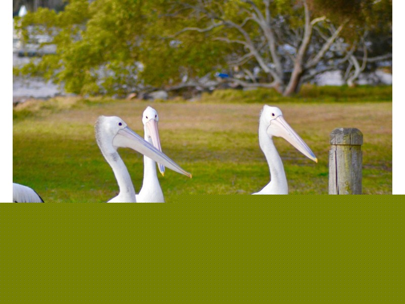 216/22 Carrs Drive, Yamba NSW 2464