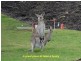 33 Marshall Crescent, Aroona QLD 4551