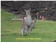 4 Warren Court, Aroona QLD 4551