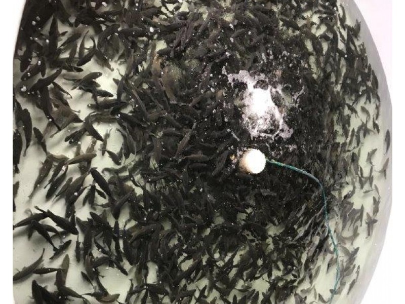 409 Webbs Road, Abington QLD 4660