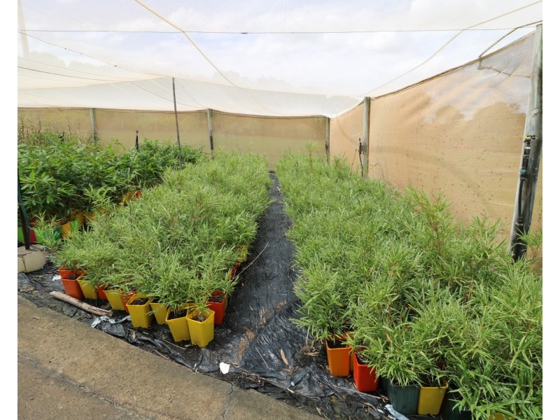 113 ATC Hall Road, North Isis QLD 4660