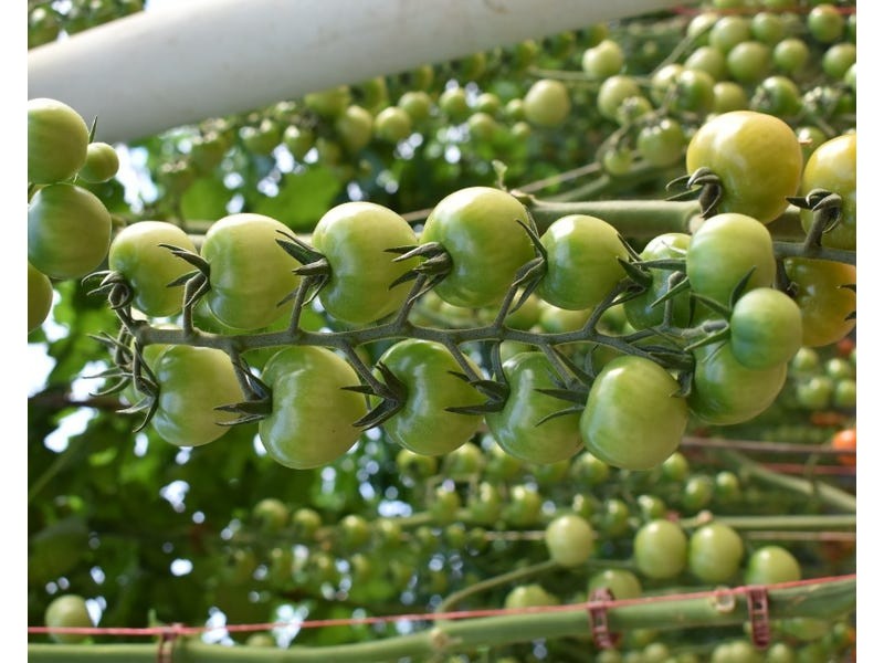 Lot 3, 430 Goodwood Road, Alloway QLD 4670