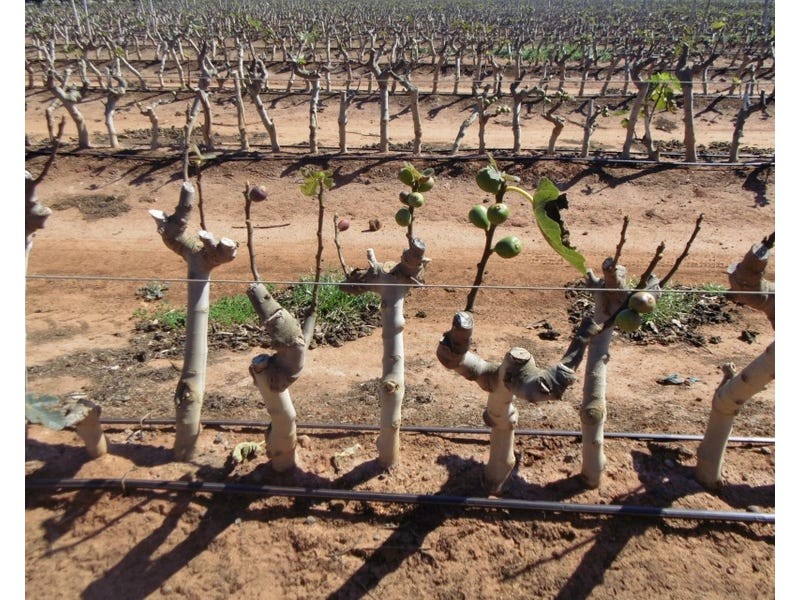 4330 Goodwood Road, Alloway QLD 4670