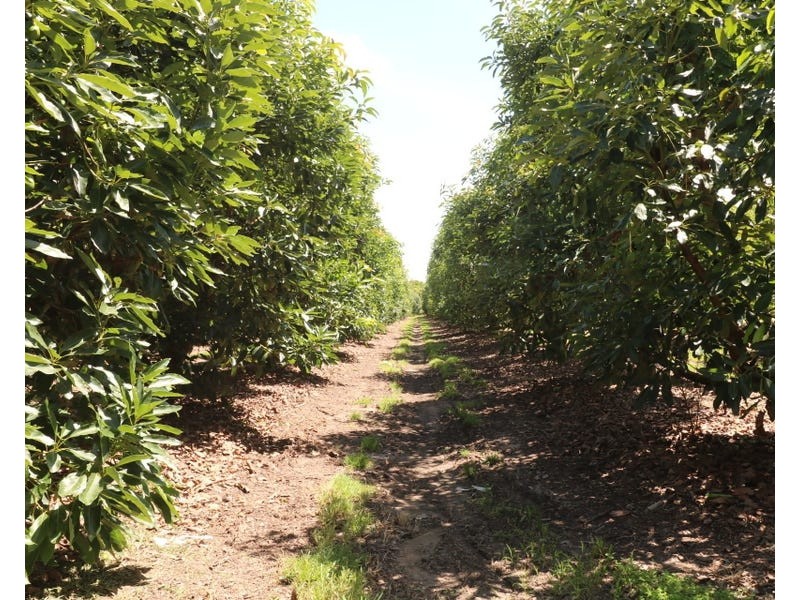 154 Foleys Road, North Gregory QLD 4660