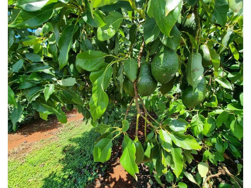 1 Cottonwood Close, Doolbi QLD 4660