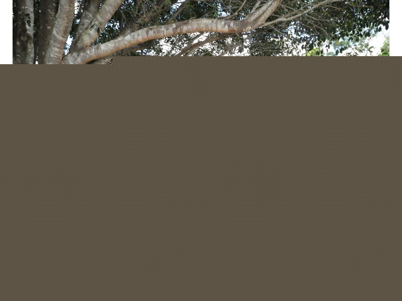 143 Bunns Road, Apple Tree Creek QLD 4660