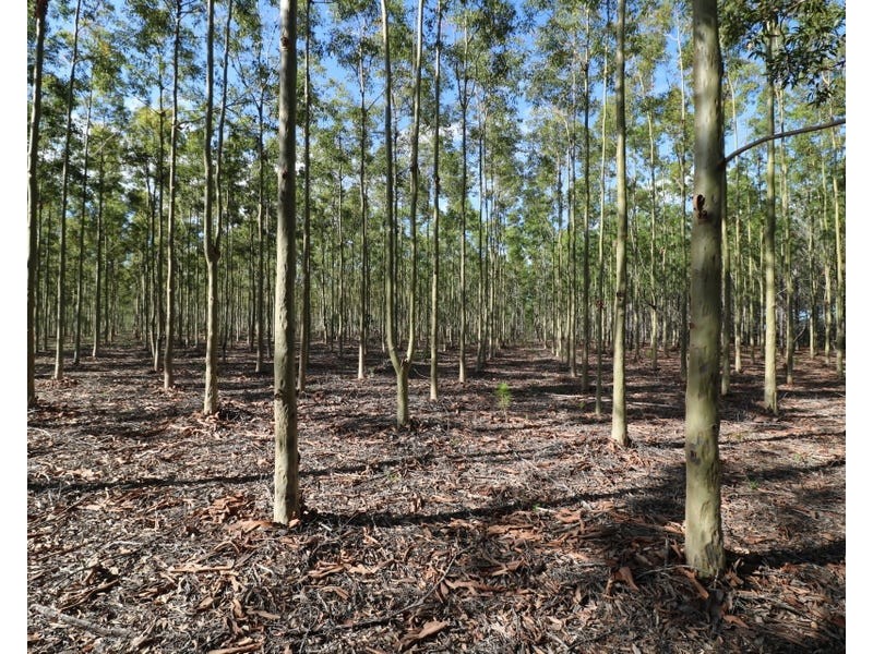 289 Mckenzies Road, North Isis QLD 4660