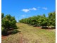 40 Avocado Drive, South Isis QLD 4660