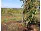 40 Avocado Drive, South Isis QLD 4660