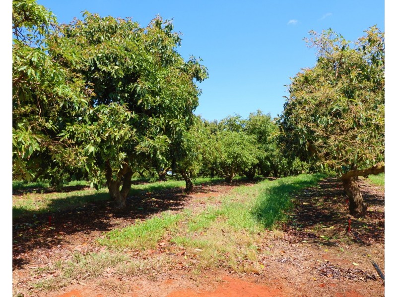 40 Avocado Drive, South Isis QLD 4660