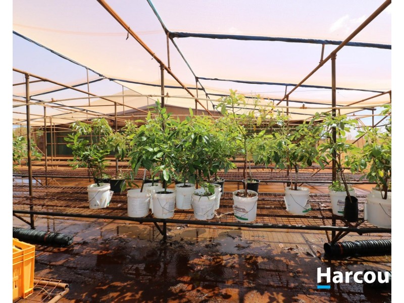 Lot 1 Avocado  Drive, South Isis QLD 4660