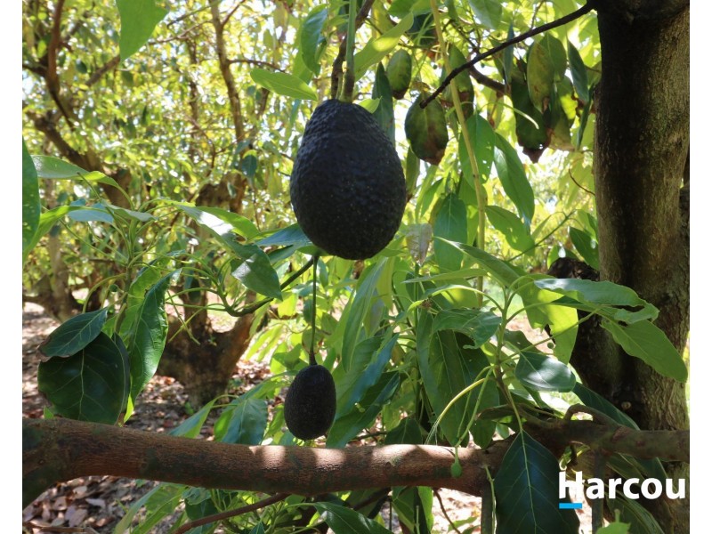 Lot 1 Avocado  Drive, South Isis QLD 4660